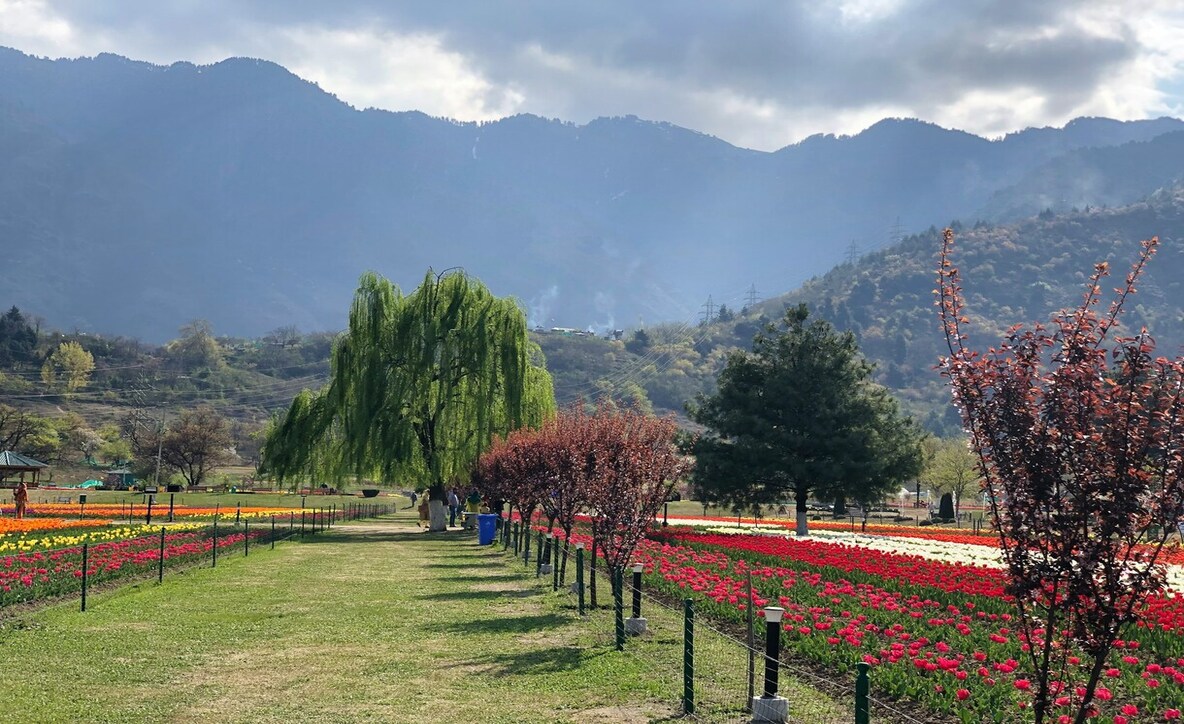 Kashmir tulip garden season, Tulip garden in Srinagar, How to reach the tulip garden Srinagar, 